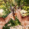 gazelles